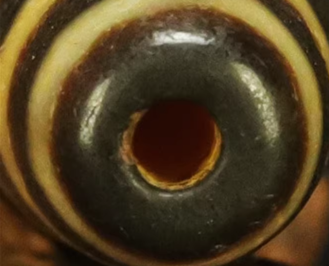 Real Himalayan Ancient Six Eyes Dzi Bead Pendant Amulet Tibet Agate 6 Eyed Pure Gzi Old Antique Talisman