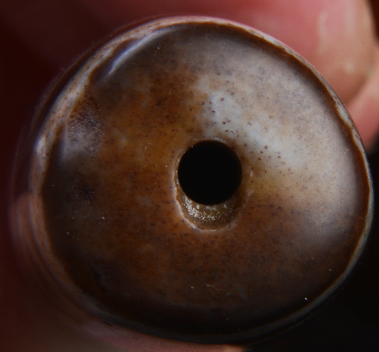 Real Tibet Ancient Cinnabar Twenty Four Eyes Dzi Bead Pendant Amulet Himalayan 24 Eyed Bloodspots Agate Gzi Old Antique Talisman